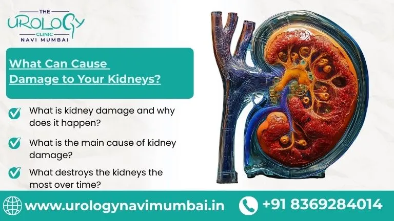 What Can Cause Damage to Your Kidneys