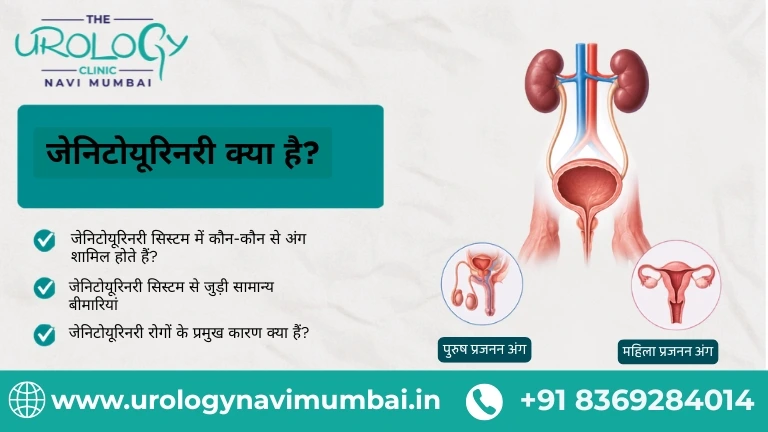 जेनिटोयूरिनरी क्या है?